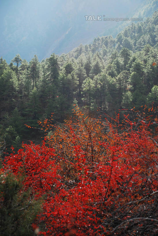 无人,竖图,室外,白天,正面,旅游,度假,快乐,美景,森林,树林,植物,中国,亚洲,许多,景观,很多,娱乐,波密,西藏,藏红花,树,树木,红色,绿色,自然,享受,休闲,景色,放松,生长,成长,保护,番红花,自然风光,藏,东亚,西藏自治区,西红花,中华人民共和国,西南地区,彩图,波密县,shqxy1