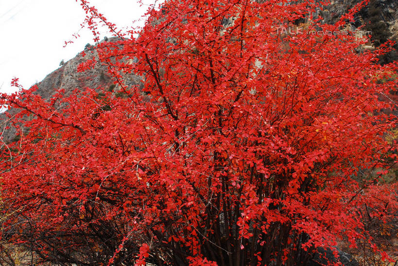 无人,横图,室外,特写,白天,正面,快乐,美景,中国,亚洲,许多,景观,很多,波密,西藏,藏红花,红色,自然,景色,保护,番红花,自然风光,藏,东亚,西藏自治区,西红花,中华人民共和国,西南地区,彩图,波密县,shqxy1