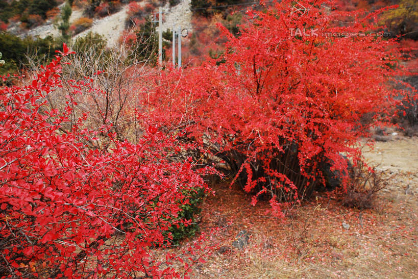 无人,横图,室外,特写,白天,正面,快乐,美景,中国,亚洲,许多,景观,很多,波密,西藏,藏红花,红色,自然,景色,保护,番红花,自然风光,藏,东亚,西藏自治区,西红花,中华人民共和国,西南地区,彩图,波密县,shqxy1