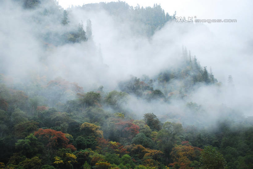无人,横图,室外,白天,正面,旅游,度假,美景,森林,山,山脉,树林,植物,雾,中国,亚洲,朦胧,模糊,景观,山顶,山峰,山峦,娱乐,波密,西藏,树,树木,绿色,自然,群山,享受,休闲,景色,放松,生长,成长,迷雾,自然风光,藏,东亚,西藏自治区,中华人民共和国,西南地区,颠峰,极峰,大雾,彩图,波密县,shqxy1