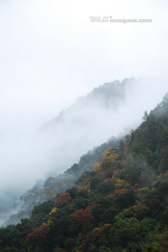 无人,竖图,室外,白天,正面,旅游,度假,美景,森林,山,山脉,树林,植物,雾,中国,亚洲,朦胧,模糊,景观,山顶,山峰,山峦,娱乐,波密,西藏,树,树木,绿色,自然,群山,享受,休闲,景色,放松,生长,成长,迷雾,自然风光,藏,东亚,西藏自治区,中华人民共和国,西南地区,颠峰,极峰,大雾,彩图,波密县,shqxy1