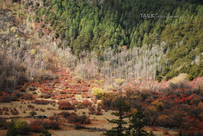 无人,横图,室外,白天,正面,旅游,度假,快乐,美景,森林,树林,植物,中国,亚洲,景观,娱乐,波密,西藏,藏红花,树,树木,绿色,自然,享受,休闲,景色,放松,生长,成长,保护,番红花,自然风光,藏,东亚,西藏自治区,西红花,中华人民共和国,西南地区,彩图,波密县,shqxy1