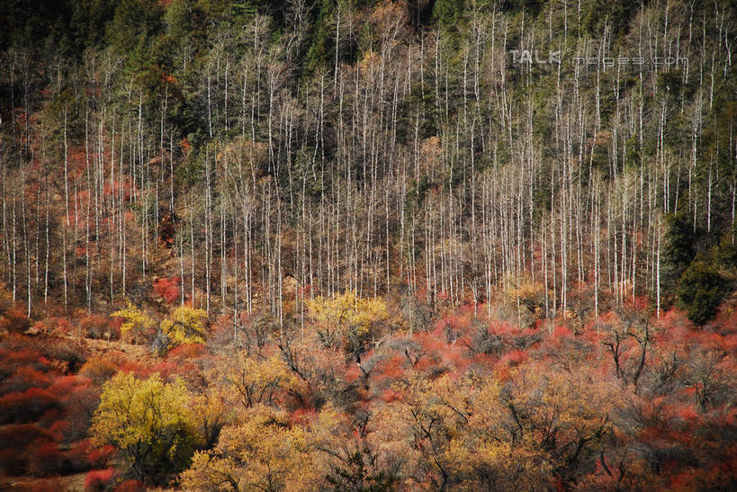 无人,横图,室外,白天,正面,旅游,度假,快乐,美景,森林,树林,植物,中国,亚洲,景观,娱乐,波密,西藏,藏红花,树,树木,绿色,自然,享受,休闲,景色,放松,生长,成长,保护,番红花,自然风光,藏,东亚,西藏自治区,西红花,中华人民共和国,西南地区,彩图,波密县,shqxy1