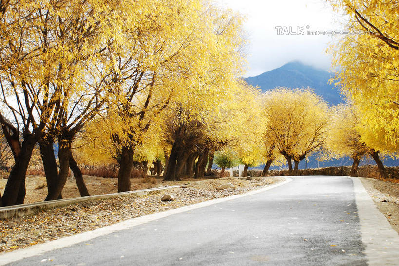 无人,横图,室外,白天,正面,旅游,度假,石头,美景,森林,山,山脉,树林,植物,雾,道路,路,柳树,中国,亚洲,朦胧,模糊,石子,景观,山顶,山峰,小路,交通,山峦,娱乐,垂柳,林芝,尼洋河,西藏,雅鲁藏布江,树,树木,绿色,自然,群山,享受,休闲,景色,放松,生长,成长,迷雾,自然风光,藏,东亚,西藏自治区,中华人民共和国,西南地区,倒挂柳,颠峰,极峰,石块,大雾,垂枝柳,彩图,林芝地区,shqxy1