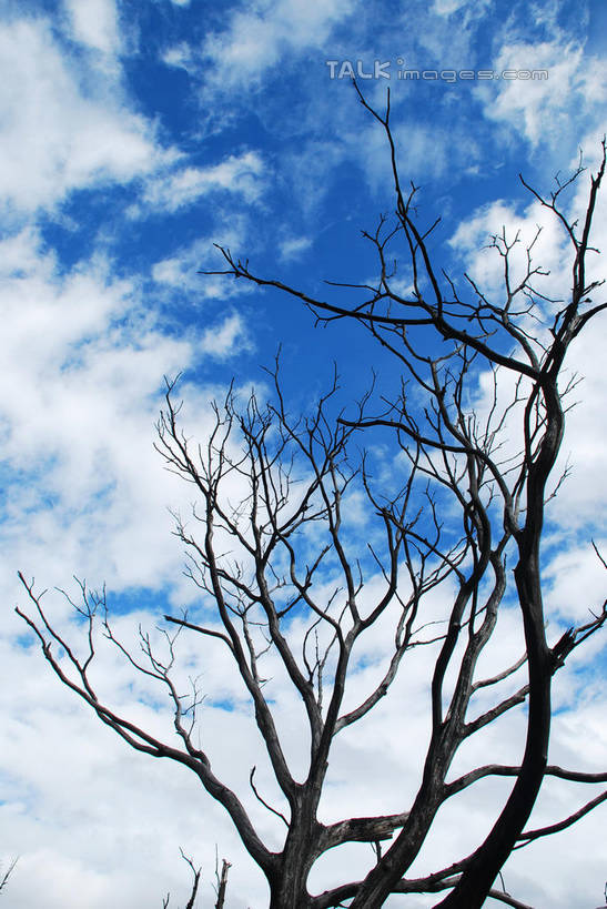 无人,竖图,室外,白天,仰视,美景,中国,亚洲,阴影,枯萎,光线,影子,景观,云,云朵,树桩,枝条,云彩,波密,西藏,树,树干,树枝,蓝色,白云,蓝天,天空,阳光,自然,天,木桩,景色,晴朗,死亡,自然风光,藏,东亚,西藏自治区,中华人民共和国,西南地区,虬枝,枝杈,枯败,晴空,彩图,低角度拍摄,波密县,易贡乡,shqxy1