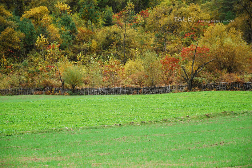 无人,农场,栏杆,横图,室外,白天,正面,旅游,度假,畜牧业,牧场,草地,草坪,美景,树林,植物,中国,亚洲,栅栏,景观,篱笆,围栏,娱乐,护栏,波密,西藏,草,树,树木,绿色,自然,享受,休闲,景色,放松,生长,成长,自然风光,藏,东亚,西藏自治区,畜牧,中华人民共和国,西南地区,牧业,彩图,波密县,易贡乡,shqxy1