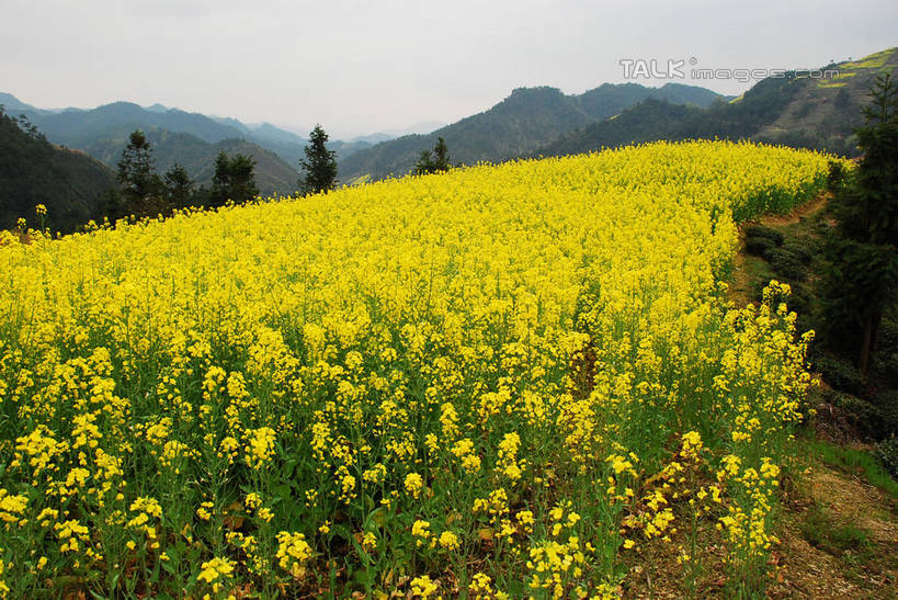 无人,农田,横图,室外,白天,正面,旅游,度假,庄稼,农作物,花海,花圃,黄山,美景,森林,山,山脉,树林,植物,叶子,中国,亚洲,阴影,盛开,光线,影子,景观,山顶,山峰,山峦,花蕾,娱乐,花,花瓣,花朵,花卉,鲜花,树,树木,绿色,阳光,自然,花丛,花束,花田,群山,花苞,花蕊,油菜花,享受,休闲,景色,放松,生长,成长,霞坑,自然风光,东亚,安徽,安徽省,黄山市,歙县,中华人民共和国,华东地区,皖,颠峰,极峰,彩图,耕地,庄稼田,油菜花田,霞坑镇,芸苔,芸薹,shqxy1