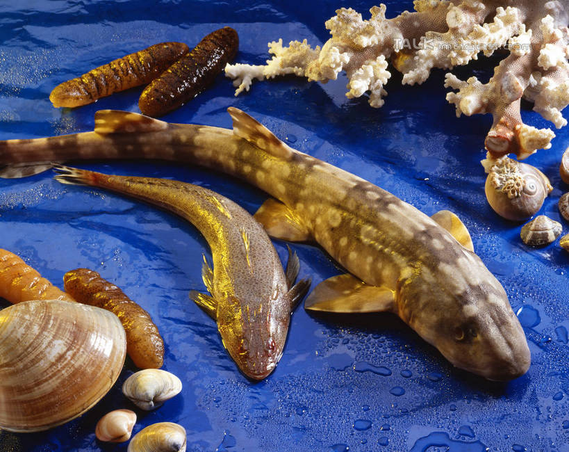 海鲜,无人,横图,俯视,室内,特写,白天,餐桌,桌子,鲶鱼,阴影,反射,鱼,影子,蛤蜊,水产,鱼类,海洋生物,蛤,餐台,海参,水生动物,海产品,水生物,棘皮动物,海底动物,蛤仔,鲇鱼,彩图,高角度拍摄,shrj1