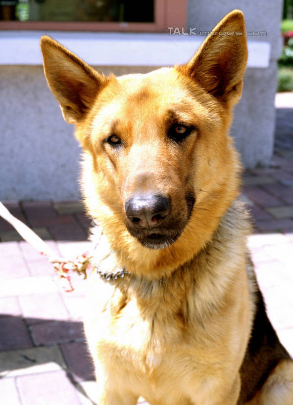 无人,家,坐,竖图,室外,特写,白天,正面,宠物,狗,阴影,朦胧,模糊,光线,影子,房屋,屋子,公寓,狗绳,注视,洋房,楼房,住宅,一只,阳光,动物,绳子,观察,看,观看,绳索,察看,狼狗,关注,凶猛,狗链,牵引绳,忠诚,残暴,凶残,项圈,犬,坐着,彩图,房子,狼犬,狗链子,狗项圈,shrj1