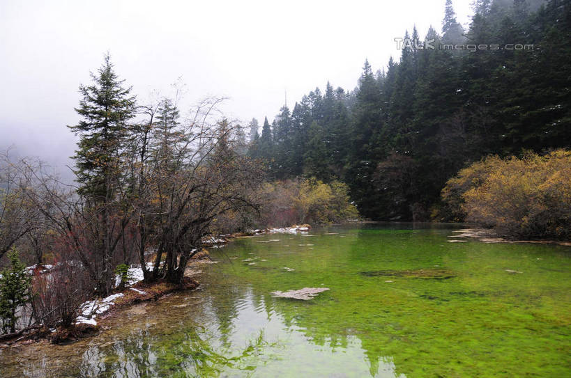 无人,横图,室外,白天,正面,旅游,度假,草地,草坪,湖,湖泊,美景,山,树林,水,雪,植物,大雪,叶子,中国,亚洲,阴影,光线,影子,湖面,积雪,景观,山峰,水流,水面,雪花,雪景,冬天,下雪,山峦,娱乐,草,树,树木,蓝色,绿色,蓝天,天空,阳光,自然,湖水,天,享受,休闲,景色,放松,四川省,生长,成长,自然风光,东亚,四川,阿坝,中华人民共和国,西南地区,阿坝藏族羌族自治州,阿坝州,川,黄龙风景名胜区,黄龙风景区,松潘县,叶,叶片,彩图,shsgf1