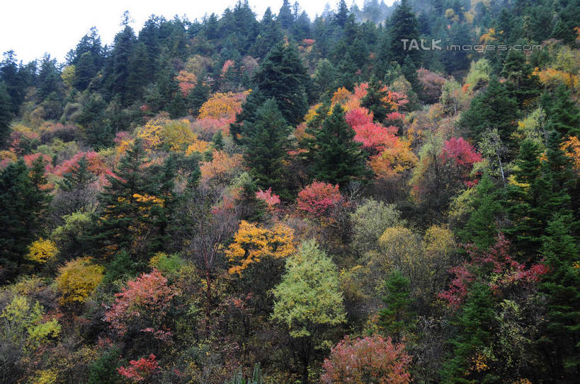 无人,横图,室外,白天,正面,旅游,度假,草地,草坪,美景,秋季,山,山脉,树林,植物,雾,叶子,中国,亚洲,许多,朦胧,模糊,景观,山峰,山峦,娱乐,草,树,树木,树叶,黄色,红色,绿色,天空,自然,群山,天,享受,休闲,景色,放松,四川省,生长,成长,迷雾,自然风光,东亚,四川,阿坝,中华人民共和国,西南地区,阿坝藏族羌族自治州,阿坝州,川,理县,米亚罗,米亚罗风景区,叶,叶片,秋,秋天,彩图,shsgf1