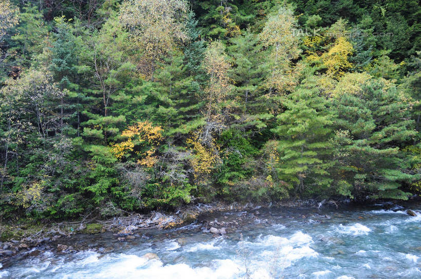 无人,横图,俯视,室外,白天,旅游,度假,草地,草坪,河流,美景,秋季,山,山脉,树林,水,植物,叶子,中国,亚洲,飞溅,溅,液体,河水,景观,山峰,水滴,水花,水流,山峦,娱乐,水珠,草,树,树木,树叶,黄色,红色,绿色,自然,群山,享受,休闲,景色,放松,四川省,生长,成长,喷洒,自然风光,东亚,四川,阿坝,中华人民共和国,西南地区,阿坝藏族羌族自治州,阿坝州,川,理县,米亚罗,米亚罗风景区,叶,叶片,秋,秋天,彩图,高角度拍摄,shsgf1