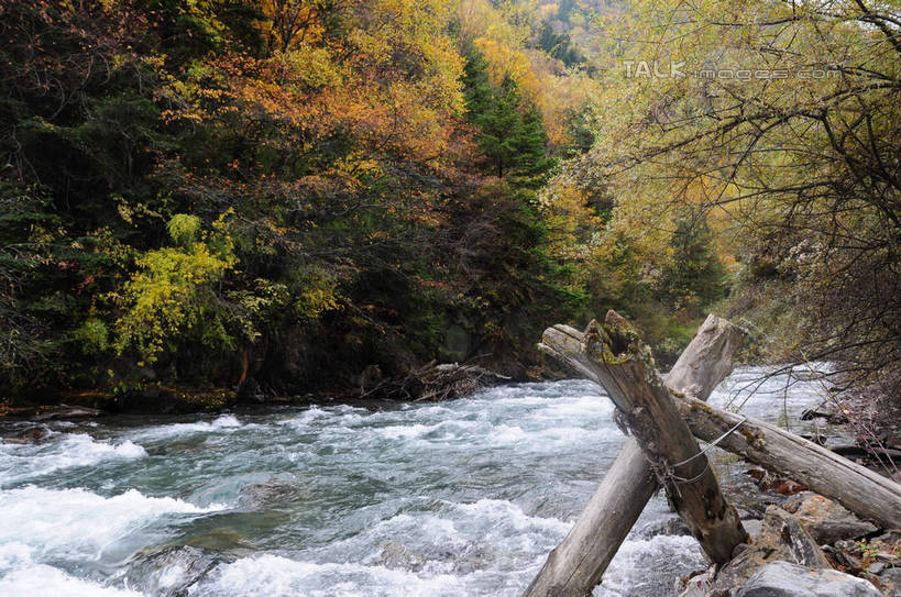无人,横图,室外,白天,正面,旅游,度假,草地,草坪,河流,美景,秋季,山,山脉,树林,水,植物,叶子,中国,亚洲,飞溅,溅,液体,支架,河水,景观,山峰,水滴,水花,水流,山峦,娱乐,水珠,草,树,树木,树叶,黄色,红色,绿色,自然,群山,享受,休闲,木桩,景色,放松,四川省,生长,成长,支撑,喷洒,自然风光,东亚,四川,阿坝,中华人民共和国,西南地区,阿坝藏族羌族自治州,阿坝州,川,理县,米亚罗,米亚罗风景区,叶,叶片,秋,秋天,彩图,shsgf1