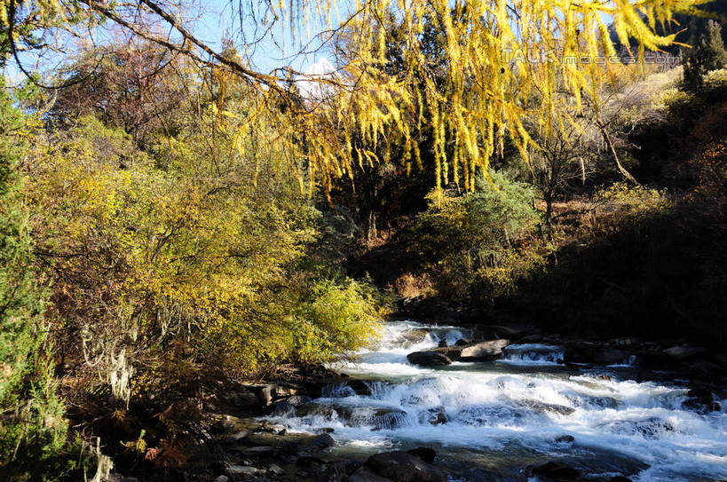 无人,横图,室外,白天,正面,旅游,度假,草地,草坪,河流,石头,美景,山,树林,水,雪,雪山,植物,大雪,中国,亚洲,阴影,光线,石子,影子,河水,积雪,景观,山峰,水流,雪景,冬天,山峦,娱乐,草,树,树木,蓝色,绿色,蓝天,天空,小溪,阳光,自然,天,溪水,享受,休闲,景色,放松,四川省,生长,成长,自然风光,东亚,四川,阿坝,中华人民共和国,西南地区,阿坝藏族羌族自治州,阿坝州,长坪沟,川,四姑娘山,石块,岩石,彩图,shsgf1