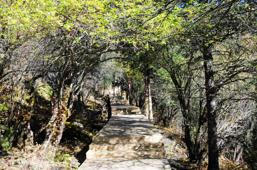 无人,横图,室外,白天,正面,旅游,度假,草地,草坪,美景,山,树林,雪,雪山,植物,大雪,中国,亚洲,阴影,光线,木板,影子,阶梯,积雪,景观,山峰,雪景,冬天,山峦,娱乐,台阶,草,树,树木,绿色,阳光,自然,享受,休闲,景色,放松,四川省,生长,成长,自然风光,东亚,四川,阿坝,中华人民共和国,西南地区,阿坝藏族羌族自治州,阿坝州,长坪沟,川,四姑娘山,彩图,shsgf1