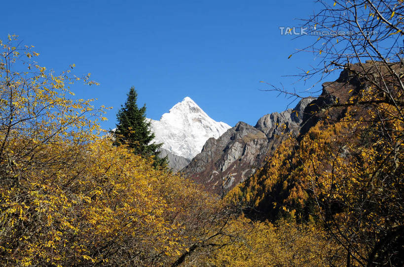 无人,横图,室外,白天,仰视,旅游,度假,草地,草坪,美景,山,树林,雪,雪山,植物,大雪,中国,亚洲,阴影,光线,影子,积雪,景观,山峰,雪景,冬天,山峦,娱乐,草,树,树木,蓝色,绿色,蓝天,天空,阳光,自然,天,享受,休闲,景色,放松,四川省,生长,成长,自然风光,东亚,四川,阿坝,中华人民共和国,西南地区,阿坝藏族羌族自治州,阿坝州,长坪沟,川,四姑娘山,彩图,低角度拍摄,shsgf1