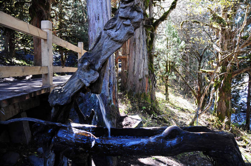 无人,栏杆,横图,室外,白天,正面,旅游,度假,草地,草坪,美景,山,树林,雪,雪山,植物,大雪,中国,亚洲,阴影,光线,影子,积雪,景观,山峰,雪景,冬天,围栏,山峦,娱乐,护栏,草,树,树干,树木,绿色,阳光,自然,享受,休闲,景色,放松,四川省,生长,成长,自然风光,东亚,四川,阿坝,中华人民共和国,西南地区,阿坝藏族羌族自治州,阿坝州,长坪沟,川,四姑娘山,彩图,shsgf1