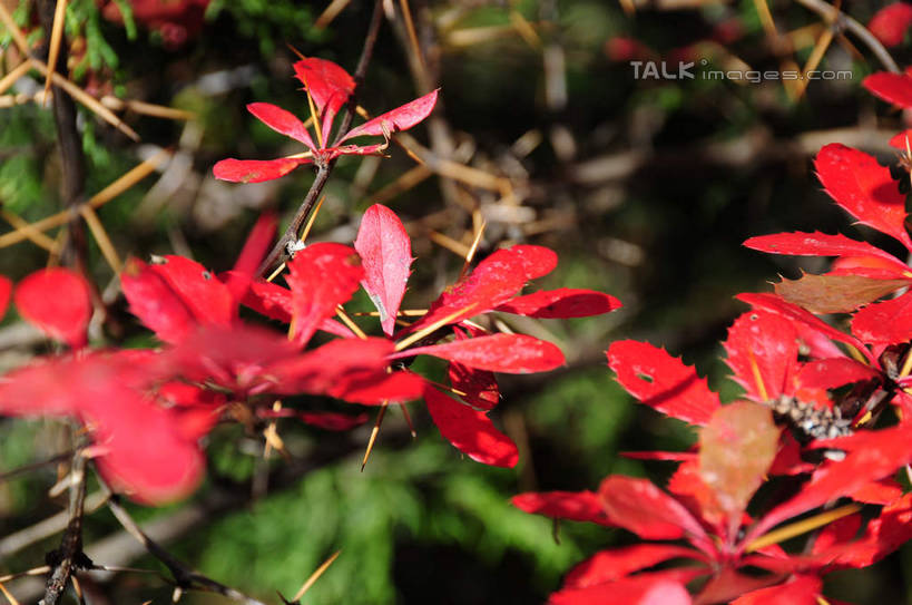 无人,横图,室外,特写,白天,正面,旅游,度假,草地,草坪,美景,秋季,山,树林,雪,雪山,植物,大雪,叶子,中国,亚洲,许多,阴影,光线,影子,积雪,景观,山峰,雪景,冬天,山峦,娱乐,草,树,树木,红色,绿色,阳光,自然,享受,休闲,景色,放松,四川省,生长,成长,自然风光,东亚,四川,阿坝,中华人民共和国,西南地区,阿坝藏族羌族自治州,阿坝州,长坪沟,川,四姑娘山,叶,叶片,秋,秋天,彩图,shsgf1
