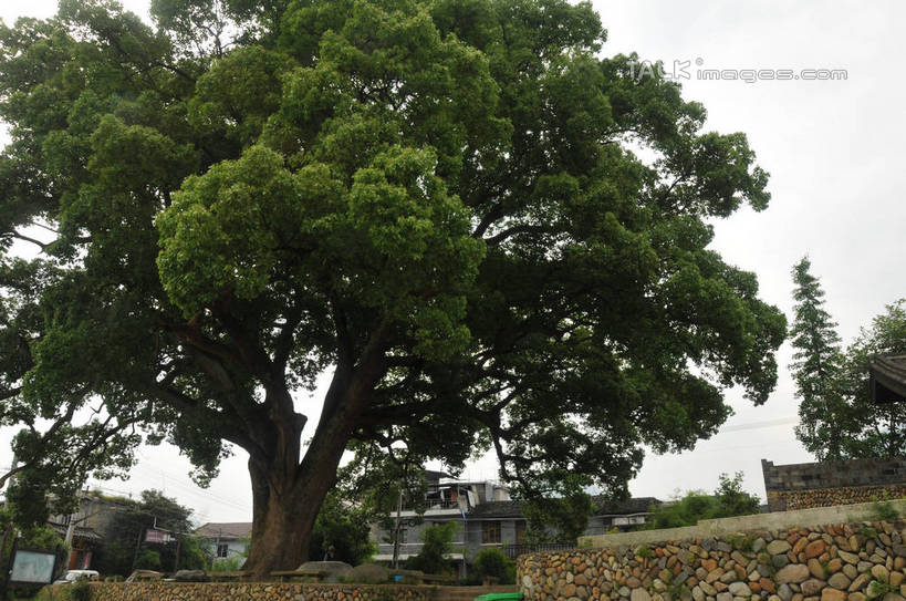 无人,横图,室外,白天,仰视,旅游,度假,草地,草坪,石头,美景,植物,阴影,光线,石子,影子,墙,景观,娱乐,墙壁,墙面,草,树,树木,绿色,天空,阳光,自然,天,享受,休闲,景色,放松,生长,晴朗,成长,自然风光,万里无云,古韵画乡,石块,岩石,晴空,晴空万里,彩图,低角度拍摄,shsgf1