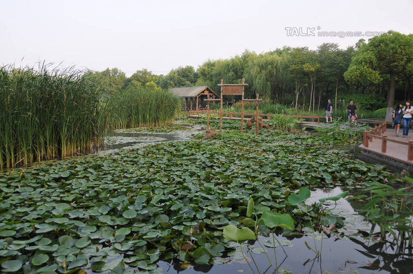 东方人,家,木屋,走,横图,室外,白天,正面,度假,美景,树林,植物,城市风光,城市,叶子,上海,中国,亚洲,阴影,服装,光线,木板,影子,池塘,景观,水池,桥,荷叶,水草,木桥,许多人,注视,休闲装,黄种人,娱乐,住宅,栈桥,树,树木,衣服,蓝色,绿色,蓝天,天空,阳光,自然,天,观察,看,一群人,享受,休闲,休闲服,景色,放松,服饰,生长,晴朗,成长,观看,人行桥,木板桥,申,察看,关注,东亚,闵行区,上海市,闵行体育公园,万里无云,中华人民共和国,沪,华东地区,莲叶,男人,男性,女人,女性,中年男性,中年女性,亚洲人,叶,叶片,晴空,晴空万里,步行,散步,走路,彩图,全身,茅舍,茅屋,棚屋,小木屋,小屋,shsgf1
