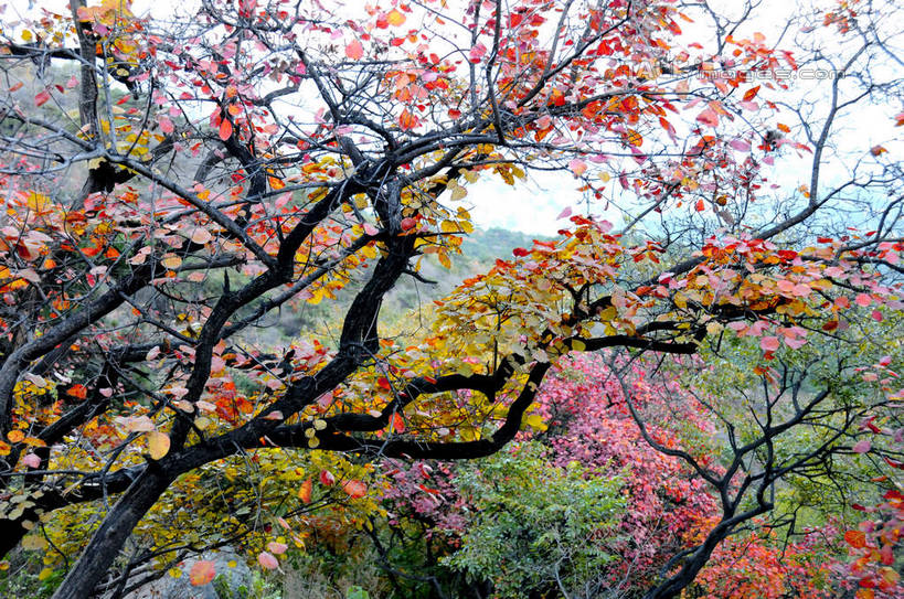 无人,横图,室外,白天,正面,旅游,度假,美景,秋季,植物,叶子,北京,中国,亚洲,景观,果树,枯叶,落叶,柿子树,枝条,首都,娱乐,树,树木,树枝,绿色,自然,享受,休闲,景色,放松,生长,成长,自然风光,东亚,黄栌,火炬树,紫叶小檗,紫叶李,香山公园,火杞,红叶小檗,红叶李,鹿角漆,中华人民共和国,北京市,京,北平,华北地区,小檗,黄杨木,虬枝,枝杈,叶,叶片,秋,秋天,彩图,樱桃李,黄栌木,黄栌树,黄栌台,摩林罗,乌牙木,烟树,shsgf1