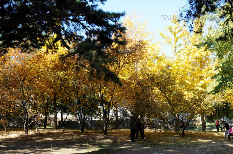 东方人,走,横图,室外,白天,正面,旅游,度假,美景,秋季,树林,植物,叶子,北京,中国,亚洲,行人,游客,游人,阴影,服装,光线,影子,景观,果树,枯叶,落叶,柿子树,首都,许多人,休闲装,黄种人,娱乐,路人,旅客,树,树木,衣服,蓝色,绿色,蓝天,天空,阳光,自然,天,一群人,享受,休闲,休闲服,景色,放松,服饰,生长,晴朗,成长,自然风光,东亚,黄栌,火炬树,紫叶小檗,紫叶李,香山公园,火杞,红叶小檗,红叶李,鹿角漆,万里无云,中华人民共和国,北京市,京,北平,华北地区,小檗,黄杨木,过客,男人,男性,年轻男性,年轻女性,女人,女性,亚洲人,叶,叶片,晴空,晴空万里,秋,秋天,步行,散步,走路,半身,彩图,樱桃李,黄栌木,黄栌树,黄栌台,摩林罗,乌牙木,烟树,shsgf1