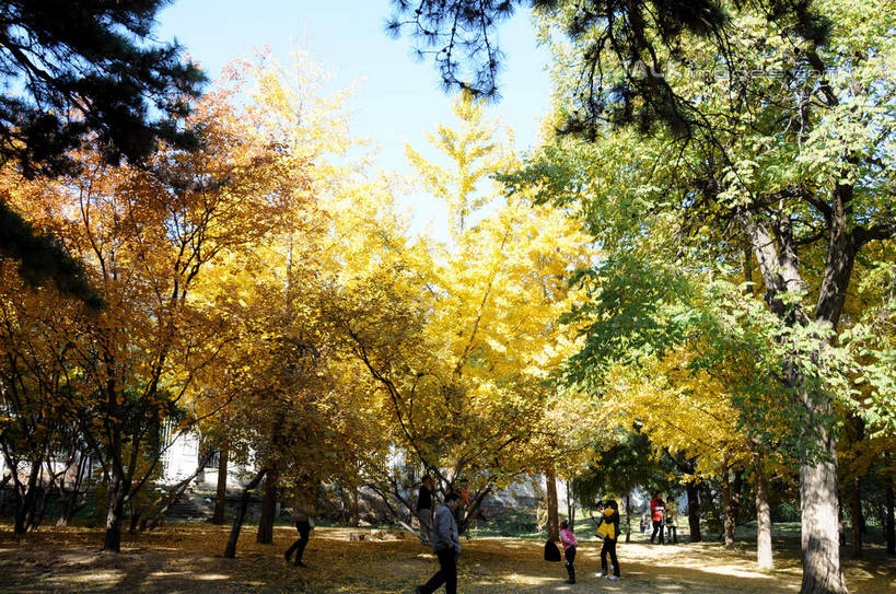 东方人,走,横图,室外,白天,正面,旅游,度假,美景,秋季,树林,植物,叶子,北京,中国,亚洲,行人,游客,游人,阴影,服装,光线,影子,景观,果树,枯叶,落叶,柿子树,首都,许多人,休闲装,黄种人,娱乐,路人,旅客,树,树木,衣服,蓝色,绿色,蓝天,天空,阳光,自然,天,一群人,享受,休闲,休闲服,景色,放松,服饰,生长,晴朗,成长,自然风光,东亚,黄栌,火炬树,紫叶小檗,紫叶李,香山公园,火杞,红叶小檗,红叶李,鹿角漆,万里无云,中华人民共和国,北京市,京,北平,华北地区,小檗,黄杨木,过客,男人,男性,年轻男性,年轻女性,女人,女性,亚洲人,叶,叶片,晴空,晴空万里,秋,秋天,步行,散步,走路,半身,彩图,樱桃李,黄栌木,黄栌树,黄栌台,摩林罗,乌牙木,烟树,shsgf1