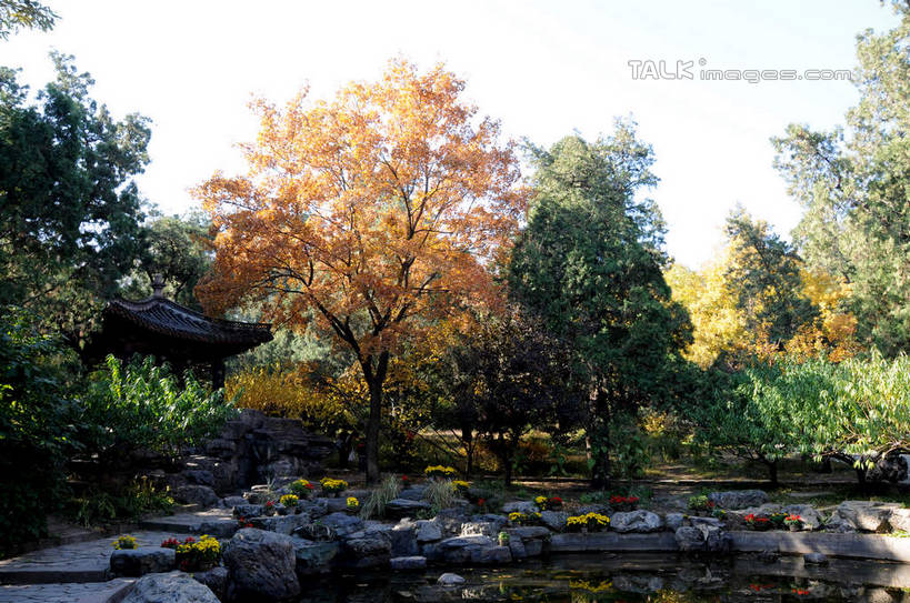 无人,横图,室外,白天,正面,旅游,度假,美景,秋季,植物,叶子,北京,中国,亚洲,阴影,光线,影子,景观,果树,枯叶,落叶,柿子树,首都,娱乐,树,树木,蓝色,绿色,蓝天,天空,阳光,自然,天,享受,休闲,景色,放松,生长,晴朗,成长,自然风光,东亚,黄栌,火炬树,紫叶小檗,紫叶李,香山公园,火杞,红叶小檗,红叶李,鹿角漆,万里无云,中华人民共和国,北京市,京,北平,华北地区,小檗,黄杨木,叶,叶片,晴空,晴空万里,秋,秋天,彩图,樱桃李,黄栌木,黄栌树,黄栌台,摩林罗,乌牙木,烟树,shsgf1