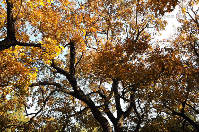无人,横图,室外,白天,仰视,旅游,度假,美景,秋季,植物,叶子,北京,中国,亚洲,阴影,光线,影子,景观,果树,枯叶,落叶,柿子树,枝条,首都,娱乐,树,树木,树枝,绿色,阳光,自然,享受,休闲,景色,放松,生长,成长,自然风光,东亚,黄栌,火炬树,紫叶小檗,紫叶李,香山公园,火杞,红叶小檗,红叶李,鹿角漆,中华人民共和国,北京市,京,北平,华北地区,小檗,黄杨木,虬枝,枝杈,叶,叶片,秋,秋天,彩图,低角度拍摄,樱桃李,黄栌木,黄栌树,黄栌台,摩林罗,乌牙木,烟树,shsgf1