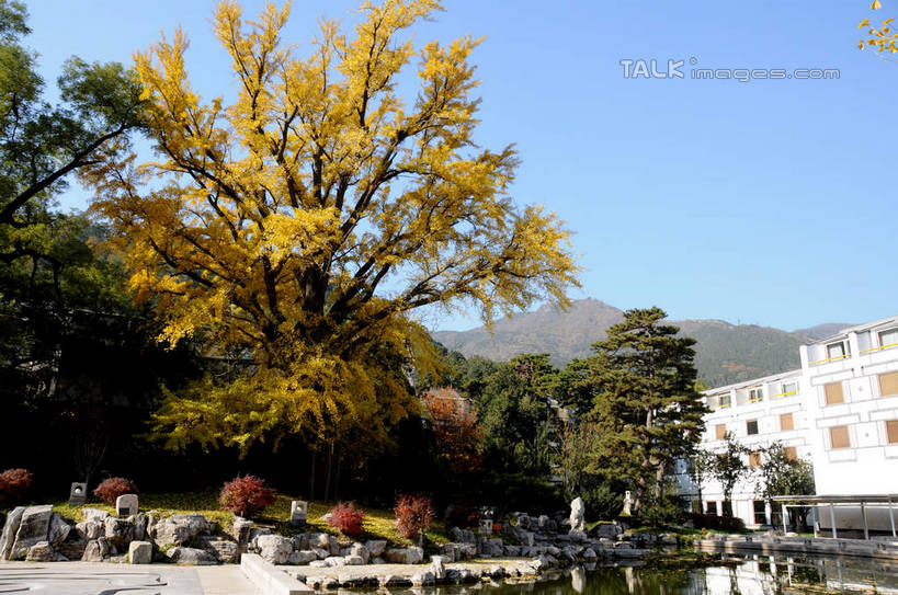 无人,餐厅,横图,室外,白天,正面,旅游,度假,湖,湖泊,美景,秋季,水,植物,叶子,北京,中国,亚洲,阴影,波纹,光线,影子,湖面,景观,水流,水面,果树,枯叶,落叶,柿子树,涟漪,首都,娱乐,树,树木,蓝色,绿色,倒影,蓝天,水纹,天空,阳光,自然,波浪,湖水,天,享受,休闲,景色,放松,生长,晴朗,成长,倒映,自然风光,东亚,黄栌,火炬树,紫叶小檗,紫叶李,香山饭店,香山公园,火杞,红叶小檗,红叶李,鹿角漆,万里无云,中华人民共和国,北京市,京,北平,华北地区,水晕,小檗,黄杨木,反照,叶,叶片,晴空,晴空万里,秋,秋天,彩图,餐馆,饭店,饭馆,樱桃李,黄栌木,黄栌树,黄栌台,摩林罗,乌牙木,烟树,shsgf1