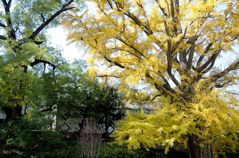 无人,餐厅,横图,室外,白天,仰视,旅游,度假,秋季,植物,标志建筑,地标,建筑,叶子,北京,中国,亚洲,阴影,光线,影子,果树,枯叶,落叶,柿子树,首都,娱乐,建设,树,树木,绿色,阳光,自然,享受,休闲,旅游胜地,放松,生长,成长,东亚,黄栌,火炬树,紫叶小檗,紫叶李,香山饭店,香山公园,火杞,红叶小檗,红叶李,鹿角漆,中华人民共和国,北京市,京,北平,华北地区,小檗,黄杨木,叶,叶片,秋,秋天,彩图,低角度拍摄,餐馆,饭店,饭馆,樱桃李,黄栌木,黄栌树,黄栌台,摩林罗,乌牙木,烟树,shsgf1