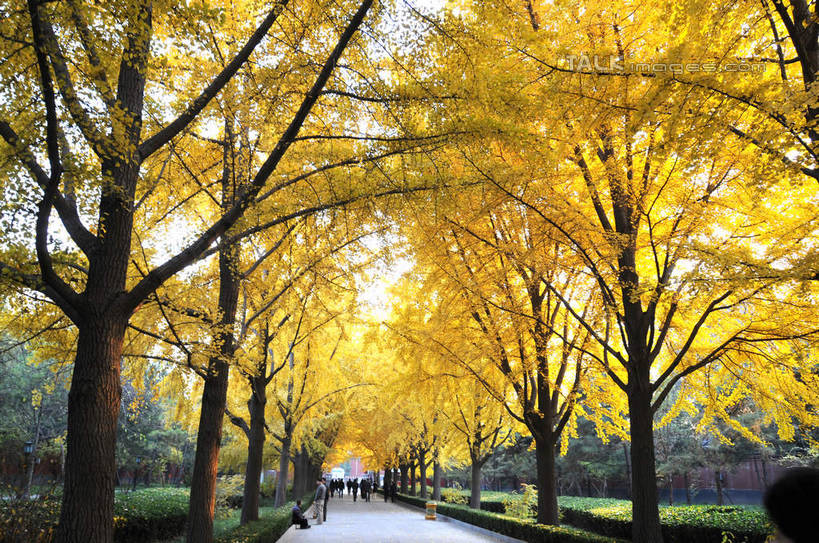 东方人,走,横图,室外,白天,正面,旅游,度假,草地,草坪,名胜古迹,秋季,植物,标志建筑,道路,地标,建筑,路,叶子,北京,中国,亚洲,行人,游客,游人,服装,遗迹,小路,枯叶,落叶,交通,首都,许多人,休闲装,黄种人,古迹,文物,娱乐,建设,古建筑,路人,旅客,草,树,树木,衣服,绿色,自然,一群人,享受,休闲,休闲服,旅游胜地,放松,服饰,生长,成长,古文明,东亚,雍和宫,中华人民共和国,东城区,北京市,京,北平,华北地区,过客,男人,男性,年轻男性,年轻女性,女人,女性,亚洲人,叶,叶片,秋,秋天,步行,散步,走路,彩图,全身,雍和宫大街,shsgf1