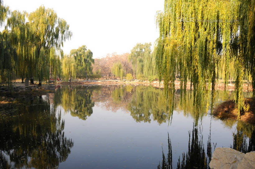 无人,公园,横图,室外,白天,正面,旅游,度假,湖,湖泊,名胜古迹,水,植物,标志建筑,地标,建筑,柳树,叶子,北京,圆明园,中国,亚洲,阴影,波纹,遗迹,光线,影子,湖面,水流,水面,荷叶,涟漪,首都,古迹,文物,娱乐,建设,古建筑,垂柳,树,树木,蓝色,绿色,倒影,蓝天,水纹,天空,阳光,自然,波浪,湖水,天,享受,休闲,旅游胜地,放松,生长,晴朗,成长,倒映,古文明,东亚,海淀区,万里无云,中华人民共和国,北京市,京,北平,华北地区,水晕,莲叶,倒挂柳,反照,叶,叶片,晴空,晴空万里,垂枝柳,彩图,圆明园遗址,圆明园遗址公园,shsgf1