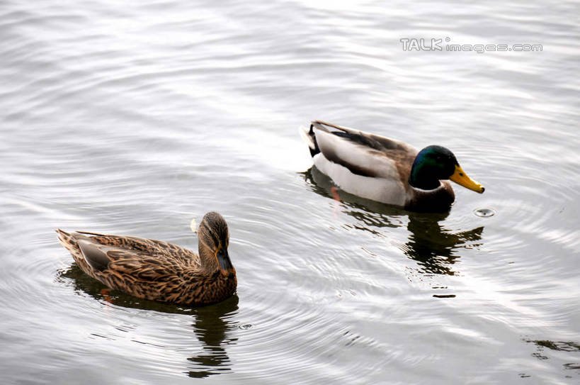 游泳,无人,夫妻,颐和园,宫殿,横图,俯视,室外,白天,爱情,旅游,度假,湖,湖泊,名胜古迹,水,标志建筑,地标,建筑,鸟,鸳鸯,北京,中国,亚洲,波纹,遗迹,湖面,水流,水面,涟漪,首都,浪漫,注视,古迹,文物,娱乐,建设,古建筑,倒影,水纹,波浪,湖水,观察,看,两只,享受,休闲,旅游胜地,恩爱,放松,恋人,观看,察看,倒映,权利,关注,坚定,古文明,东亚,海淀区,中华人民共和国,北京市,京,北平,华北地区,水晕,永恒,情意,泅水,皇家园林,反照,拍浮,清漪园,夫妇,情侣,匹鸟,彩图,高角度拍摄,全身,伴侣,shsgf1