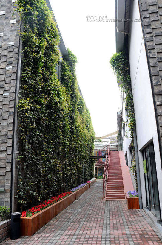 无人,家,竖图,室外,白天,仰视,旅游,度假,美景,植物,城市风光,标志建筑,城市,地标,建筑,上海,中国,亚洲,房屋,墙,屋子,景观,公寓,常春藤,爬山虎,草药,娱乐,建设,洋房,楼房,中药,墙壁,墙面,住宅,天空,天,享受,休闲,景色,放松,申,药材,中草药,爬墙虎,东亚,上海市,上海创意园区,中药材,本草,地锦,趴山虎,巴山虎,中华人民共和国,沪,华东地区,彩图,低角度拍摄,房子,常青藤,shsgf1