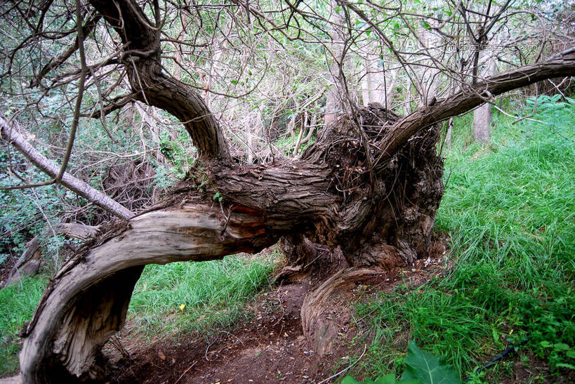 无人,横图,室外,白天,正面,旅游,度假,草地,草坪,美景,植物,中国,亚洲,景观,树桩,娱乐,草,树,树干,树木,绿色,自然,享受,休闲,木桩,景色,放松,生长,成长,自然风光,东亚,新疆,阿克苏,阿克苏市,中华人民共和国,新疆维吾尔自治区,西北地区,彩图,阿克苏地区,新,shsgf1