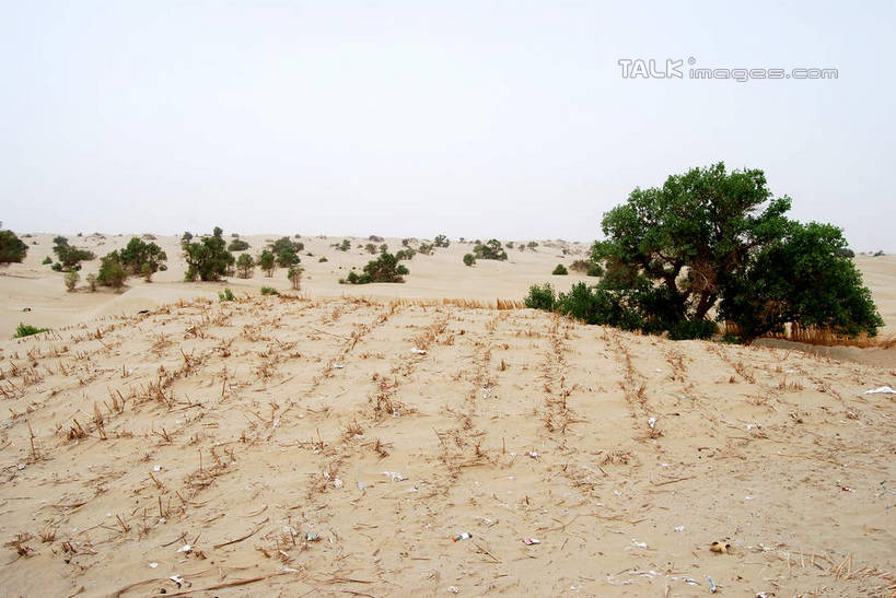 无人,农田,横图,室外,白天,正面,旅游,度假,庄稼,农作物,美景,植物,中国,亚洲,景观,娱乐,树,树木,蓝色,绿色,蓝天,天空,自然,天,享受,休闲,景色,放松,生长,晴朗,成长,自然风光,东亚,新疆,阿克苏,阿克苏市,万里无云,中华人民共和国,新疆维吾尔自治区,西北地区,晴空,晴空万里,彩图,耕地,庄稼田,阿克苏地区,新,shsgf1