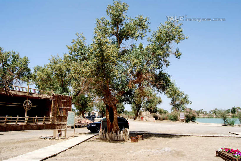 无人,餐厅,家,横图,室外,白天,正面,旅游,度假,美景,植物,中国,亚洲,阴影,光线,影子,房屋,屋子,景观,娱乐,楼房,住宅,树,树木,蓝色,绿色,蓝天,天空,阳光,自然,天,享受,休闲,景色,放松,生长,晴朗,成长,自然风光,东亚,新疆,库尔勒,万里无云,中华人民共和国,新疆维吾尔自治区,西北地区,巴音郭楞,巴音郭楞蒙古自治州,晴空,晴空万里,彩图,房子,餐馆,饭店,饭馆,新,shsgf1