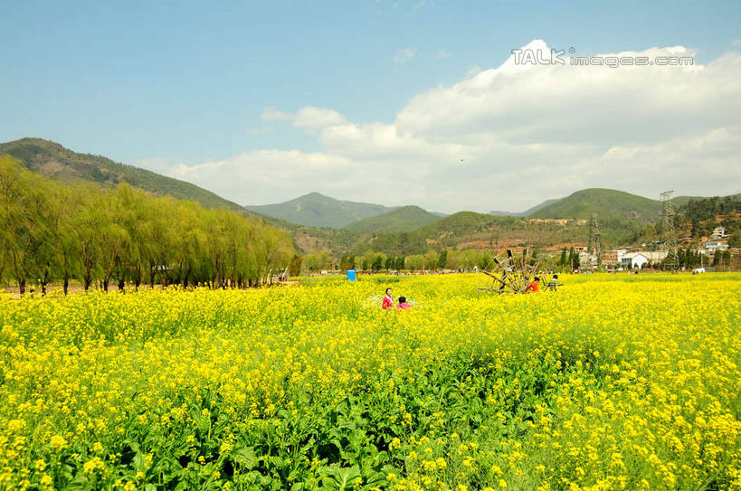 无人,农田,横图,室外,白天,正面,旅游,度假,庄稼,农作物,花海,花圃,美景,名胜古迹,山,山脉,植物,标志建筑,地标,建筑,叶子,昆明,中国,亚洲,阴影,遗迹,盛开,光线,影子,景观,山峰,云,云朵,山峦,花蕾,云彩,古迹,文物,娱乐,建设,古建筑,云南,花,花瓣,花朵,花卉,鲜花,树,树木,蓝色,绿色,白云,蓝天,天空,阳光,自然,花丛,花束,花田,群山,天,花苞,花蕊,油菜花,享受,休闲,旅游胜地,景色,放松,生长,晴朗,成长,自然风光,昆明市,古文明,东亚,云南省,中华人民共和国,省会,西南地区,滇,晴空,彩图,耕地,庄稼田,油菜花田,昆明古城,芸苔,芸薹,shsgf1