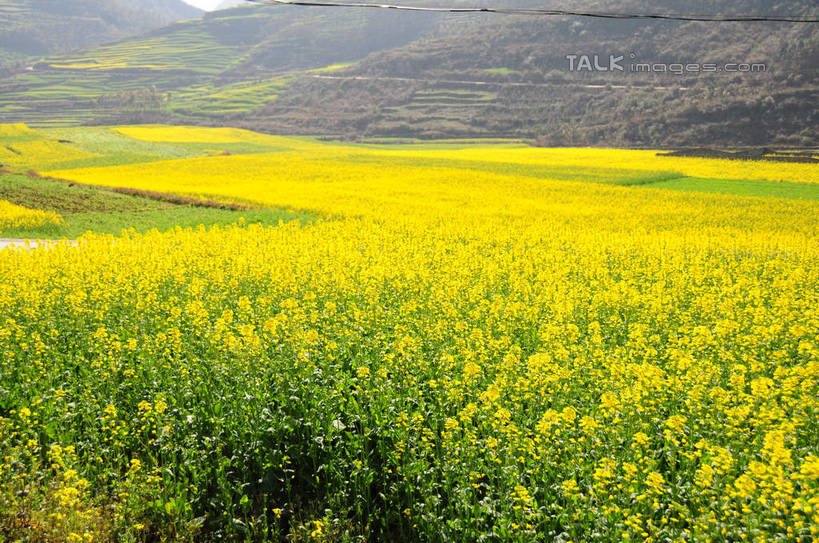 无人,农田,横图,俯视,室外,白天,旅游,度假,庄稼,农作物,花海,花圃,美景,山,山脉,植物,叶子,中国,亚洲,盛开,景观,山峰,山峦,花蕾,娱乐,云南,花,花瓣,花朵,花卉,鲜花,黄色,绿色,自然,花丛,花束,花田,群山,花苞,花蕊,油菜花,享受,休闲,景色,放松,自然风光,东亚,罗平,云南省,曲靖市,曲靖,罗平县,中华人民共和国,西南地区,滇,彩图,高角度拍摄,耕地,庄稼田,油菜花田,芸苔,芸薹,shsgf1