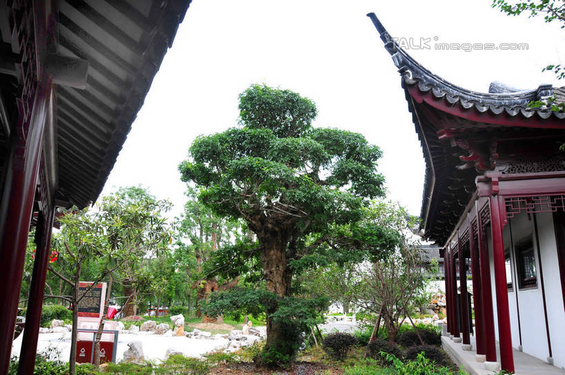 无人,家,横图,室外,白天,仰视,旅游,度假,名胜古迹,植物,标志建筑,地标,建筑,上海,中国,亚洲,遗迹,房屋,屋子,古迹,文物,娱乐,建设,古建筑,楼房,住宅,树,树木,绿色,天空,自然,天,享受,休闲,旅游胜地,放松,生长,成长,申,古文明,东亚,闵行区,上海市,浦江镇,召稼楼,中华人民共和国,沪,华东地区,彩图,低角度拍摄,房子,shsgf1