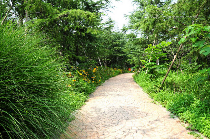 无人,公园,横图,室外,白天,正面,旅游,度假,草地,草坪,美景,植物,道路,路,上海,中国,亚洲,景观,小路,交通,娱乐,草,树,树木,绿色,天空,自然,天,享受,休闲,景色,放松,生长,成长,申,自然风光,宝山区,东亚,上海市,炮台湾湿地森林公园,中华人民共和国,沪,华东地区,彩图,吴淞炮台湾湿地森林公园,shsgf1