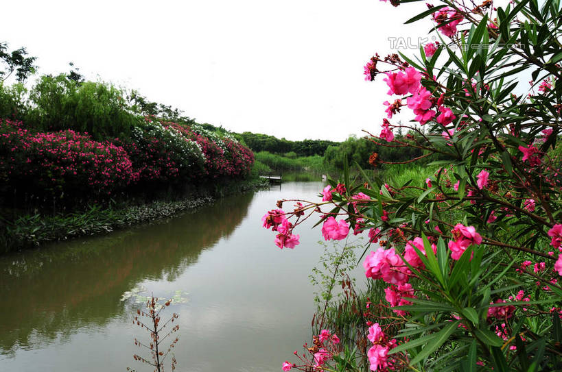 无人,公园,横图,室外,白天,正面,旅游,度假,草地,草坪,河流,美景,水,植物,上海,中国,亚洲,波纹,盛开,河水,景观,水流,涟漪,花蕾,娱乐,草,花,花瓣,花朵,鲜花,树,树木,绿色,倒影,水纹,天空,自然,波浪,天,花苞,花蕊,享受,休闲,景色,放松,生长,成长,申,倒映,自然风光,宝山区,东亚,上海市,炮台湾湿地森林公园,中华人民共和国,沪,华东地区,水晕,反照,彩图,吴淞炮台湾湿地森林公园,shsgf1