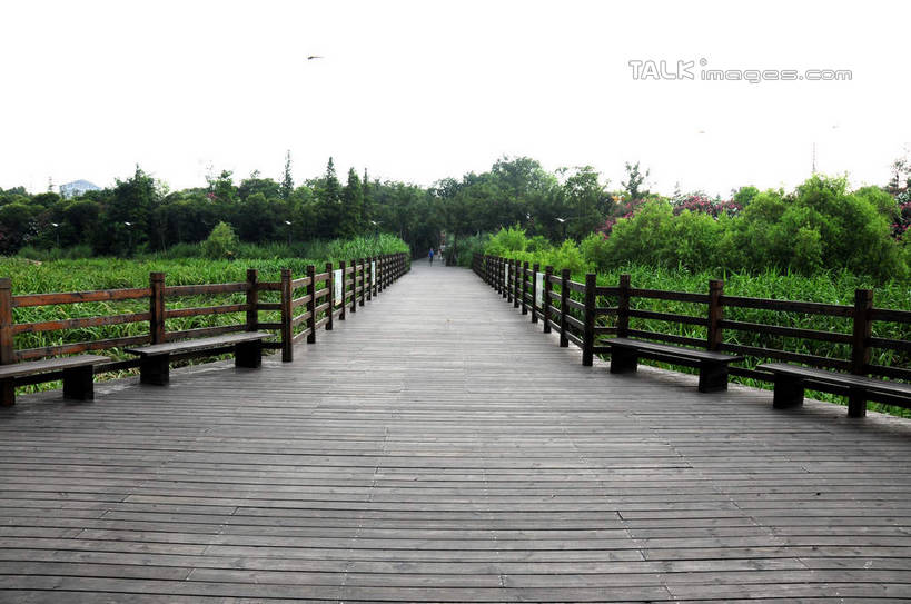 无人,公园,栏杆,横图,室外,白天,正面,旅游,度假,草地,草坪,美景,植物,上海,中国,亚洲,木板,景观,围栏,桥,木桥,娱乐,护栏,栈桥,草,树,树木,绿色,天空,自然,天,享受,休闲,景色,放松,生长,成长,人行桥,木板桥,申,自然风光,宝山区,东亚,上海市,炮台湾湿地森林公园,中华人民共和国,沪,华东地区,彩图,吴淞炮台湾湿地森林公园,shsgf1
