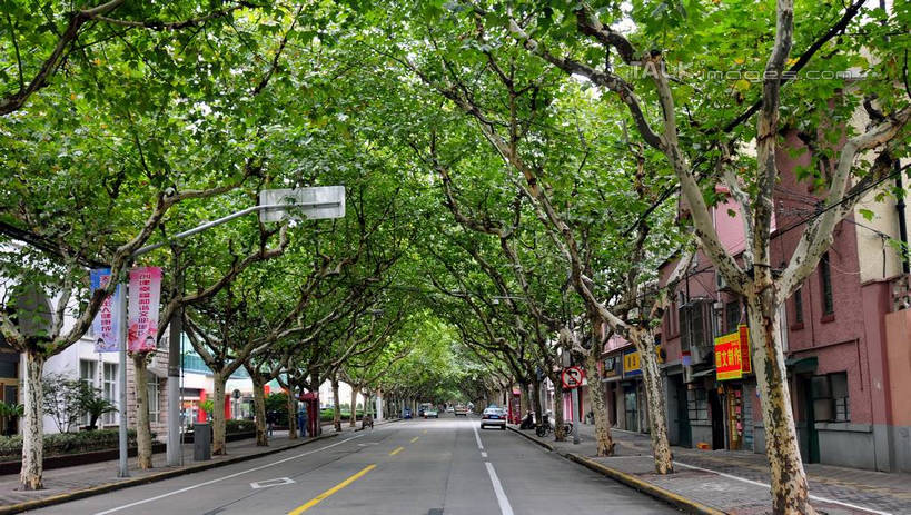 无人,家,横图,室外,白天,正面,旅游,度假,美景,植物,城市风光,城市,道路,建筑,路,公路,上海,中国,亚洲,阴影,光线,影子,房屋,屋子,景观,公寓,分界线,停车线,交通,娱乐,建设,洋房,楼房,住宅,树,树木,绿色,阳光,自然,享受,休闲,景色,放松,生长,成长,车行道,车行道分界线,申,标线,东亚,车行线,长宁区,上海市,中华人民共和国,沪,华东地区,新华路,马路,彩图,房子,shsgf1