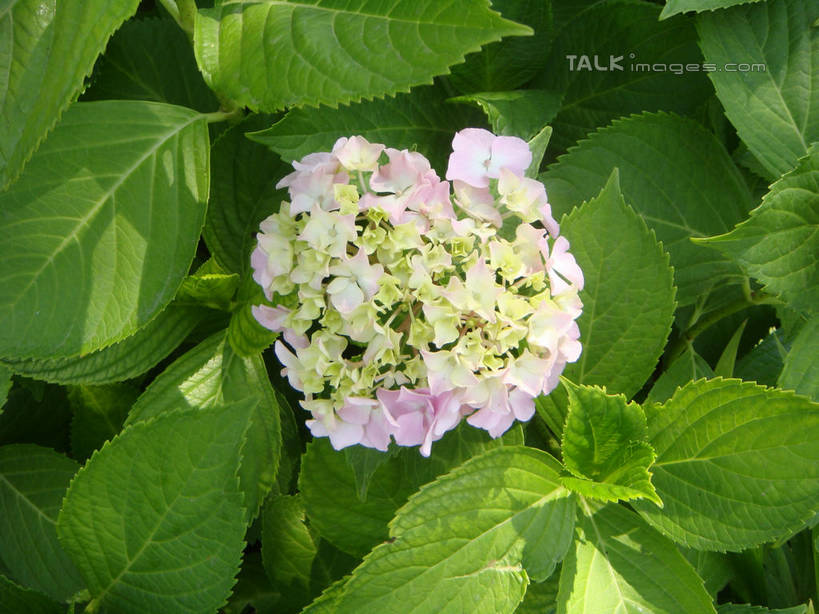 无人,公园,横图,俯视,室外,特写,白天,骄傲,美景,八仙花,上海,中国,亚洲,阴影,盛开,光线,影子,景观,花蕾,花,花瓣,花朵,鲜花,阳光,自然,花苞,花蕊,绣球花,景色,大宁灵石公园,紫阳花,洋绣球,申,自然风光,东亚,上海市,中华人民共和国,沪,华东地区,草绣球,斗球,七变化,粉团花,善变,闸北区,彩图,高角度拍摄,广中西路,shslj1