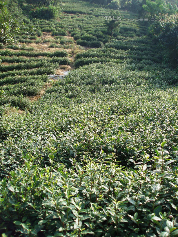 无人,竖图,室外,白天,正面,旅游,度假,幸福,草地,草坪,美景,山,山脉,树林,植物,茶,太湖,中国,亚洲,阴影,光线,影子,景观,山峰,茶叶,山峦,娱乐,茶园,江苏,苏州,草,树,树木,绿色,阳光,自然,群山,享受,休闲,温馨,景色,放松,乐趣,缥缈峰,西山,生长,成长,提神,舒适,自然风光,醒脑,茶场,东亚,江苏省,苏州市,中华人民共和国,华东地区,苏,吴中区,彩图,洞庭西山,包山,shslj1