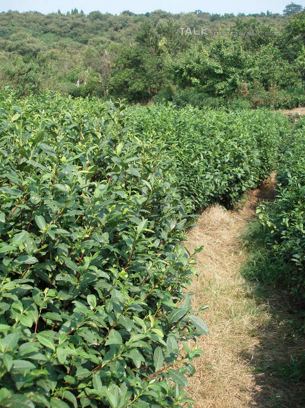 无人,竖图,室外,白天,正面,旅游,度假,幸福,美景,树林,植物,茶,道路,路,中国,亚洲,阴影,光线,影子,景观,小路,茶叶,交通,娱乐,茶园,树,树木,蓝色,绿色,蓝天,天空,阳光,自然,天,享受,休闲,温馨,景色,放松,乐趣,生长,晴朗,成长,提神,舒适,自然风光,醒脑,茶场,东亚,万里无云,中华人民共和国,晴空,晴空万里,彩图,shslj1