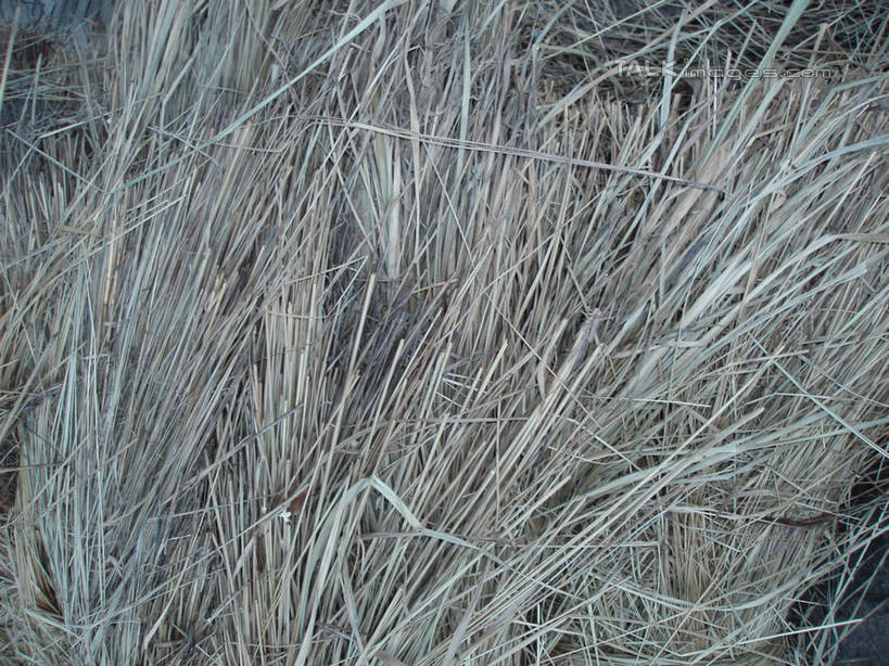 无人,横图,室外,特写,白天,正面,一堆,许多,堆叠,堆积,纹路,纹理,干草,很多,草垛,堆,肌理,干草垛,彩图,shslj1