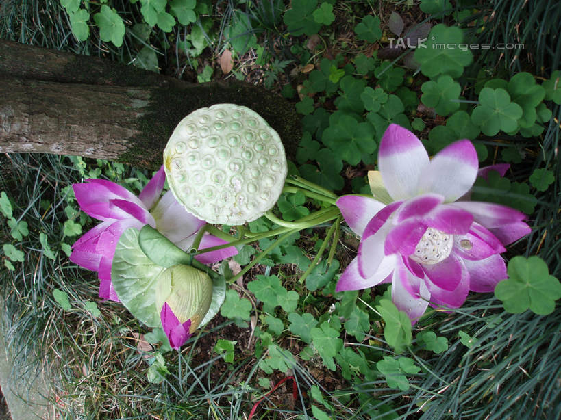 无人,横图,俯视,室外,白天,纯洁,草地,美景,植物,莲花,叶子,中国,亚洲,盛开,景观,悬崖,荷叶,花蕾,浙江,草,花,花瓣,花朵,鲜花,浙江省,绿色,紫色,自然,花苞,花蕊,景色,莲蓬,雁荡山,莲蓬子,莲子肉,富贵,神圣,自然风光,东亚,纯净,中华人民共和国,华东地区,浙,温州,温州市,莲叶,六月花神,正直,绝壁,鞭蕖,鞭蓉,芙蕖,菡萏,荷花,六月春,藕花,水旦,水芙蓉,水华,水芸,溪客,叶,叶片,彩图,高角度拍摄,shslj1